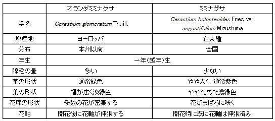 オランダミミナグサとミミナグサの相違点