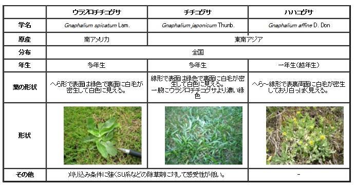 ウラジロチチコグサ