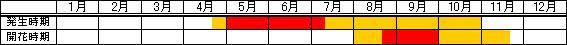 アキメヒシバ／メヒシバ