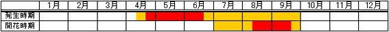 アキメヒシバ／メヒシバ