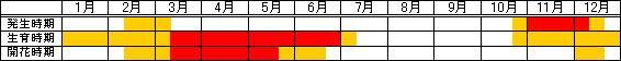 オランダミミナグサ