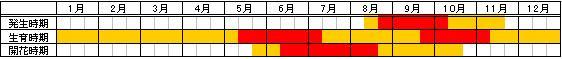 ウラジロチチコグサ