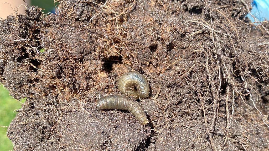1024_x_576_leatherjackets_in_soil_profile.jpg