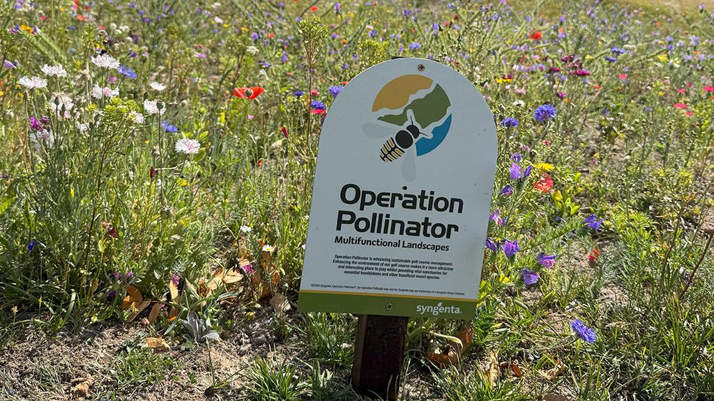 1024_x_576_op_poll_sign_and_wildflowers_around_clubhouse.jpg