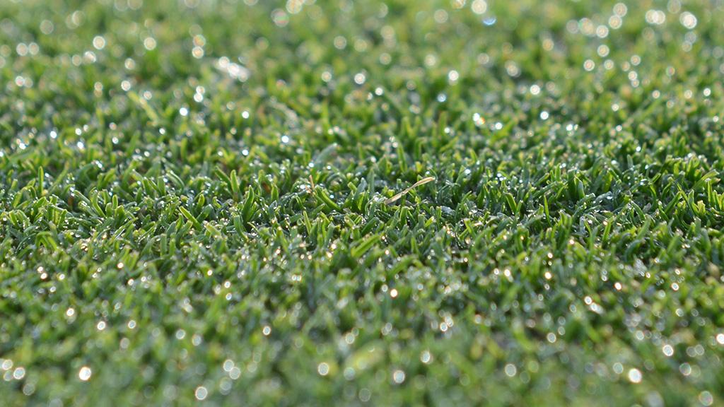 Clean cut turf leaf