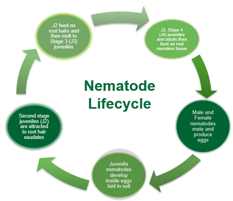 The Solution for Nematode Control