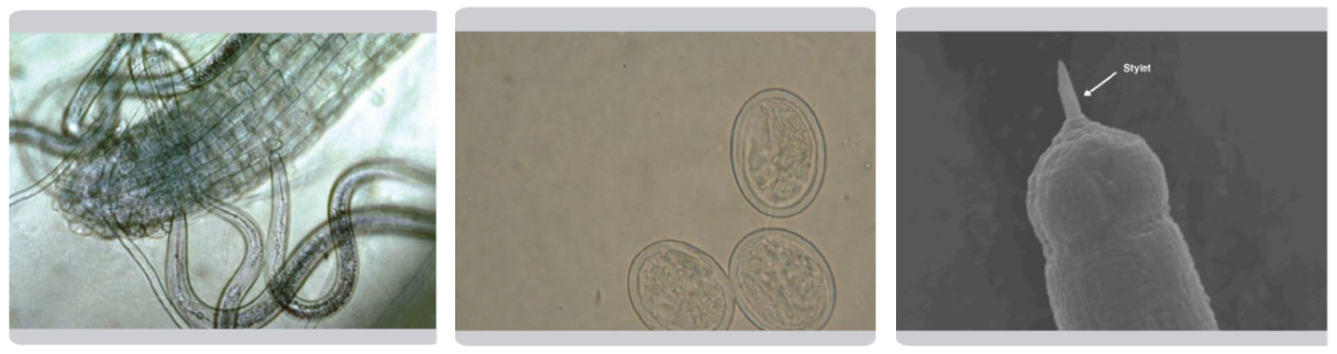 The Solution for Nematode Control