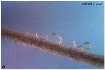 Syngenta Turf Innovation – TREFINTI