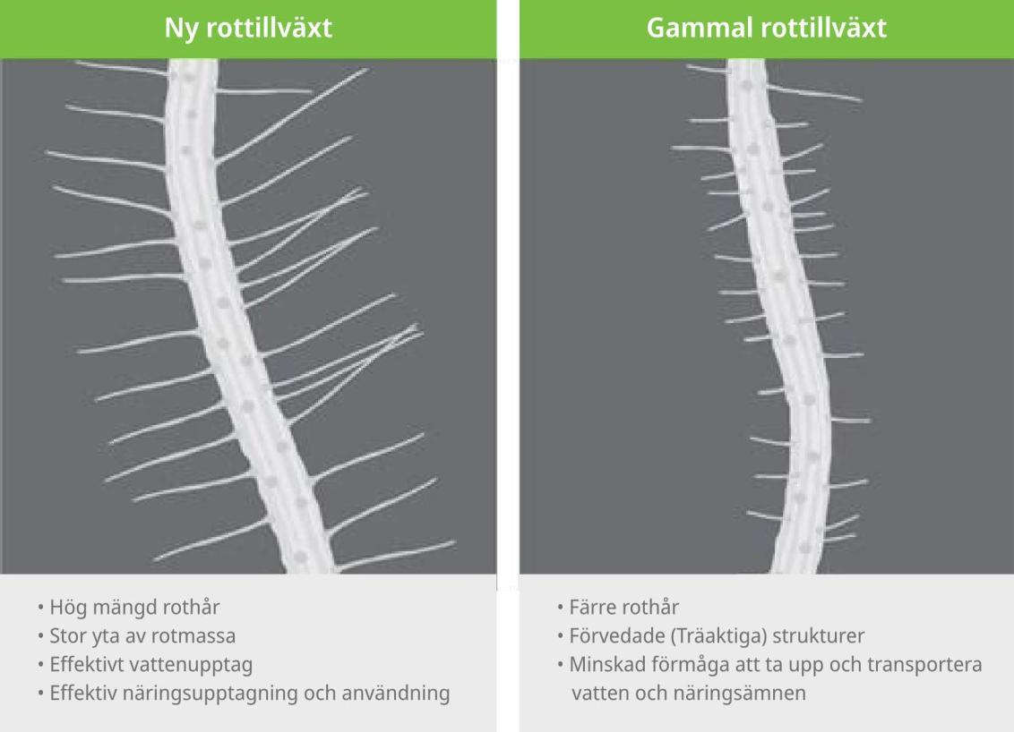 Rötter ny vs gammal