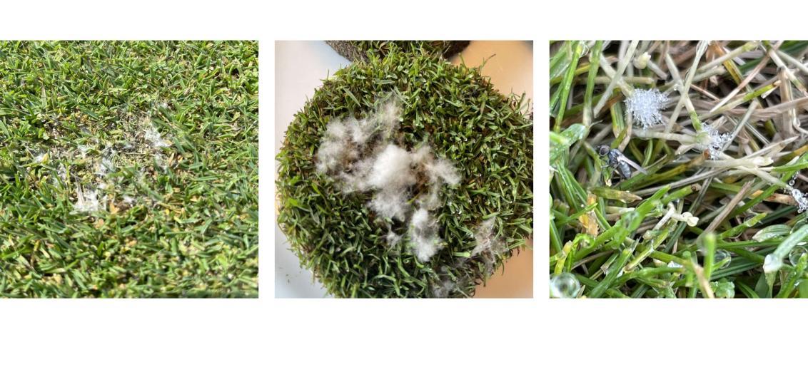 Dollar spot