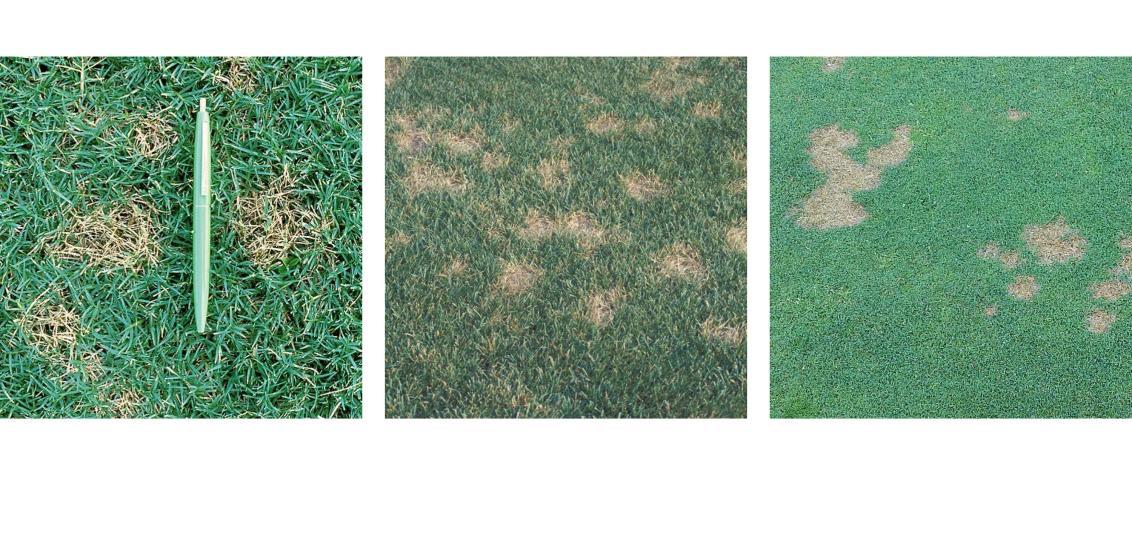 Dollar spot
