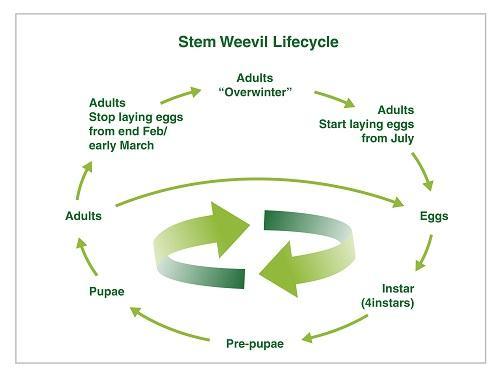 ASW Lifecycle