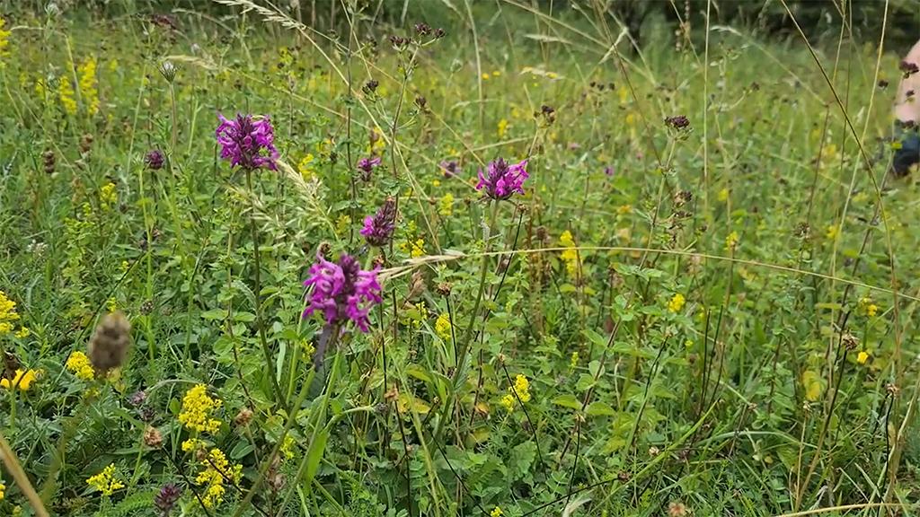 1024_x_576_pyecombe_wildflower_meadows.jpg