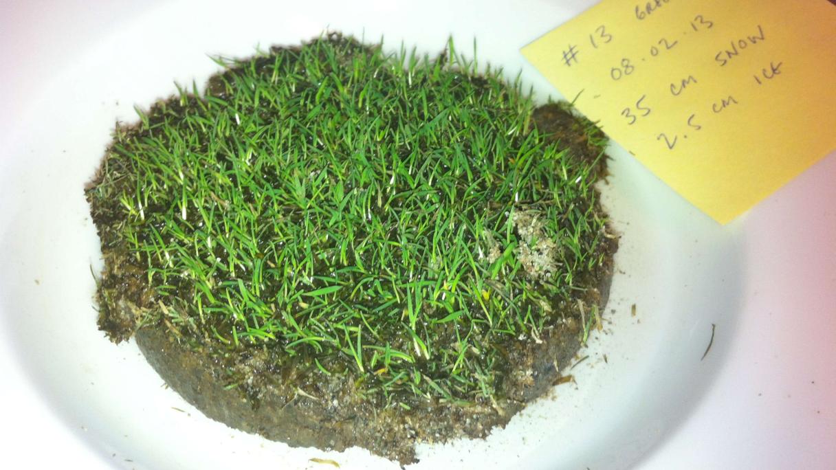 Testa din turf