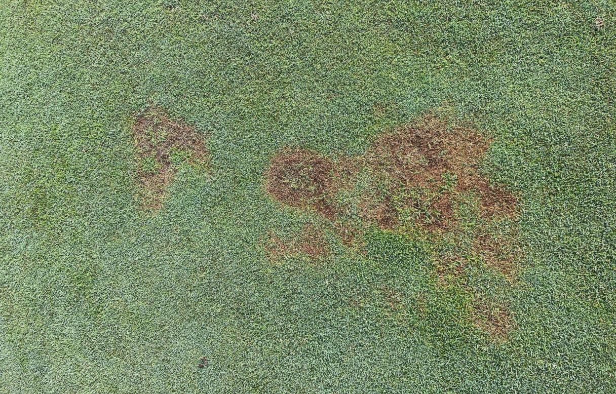 Fairy rings