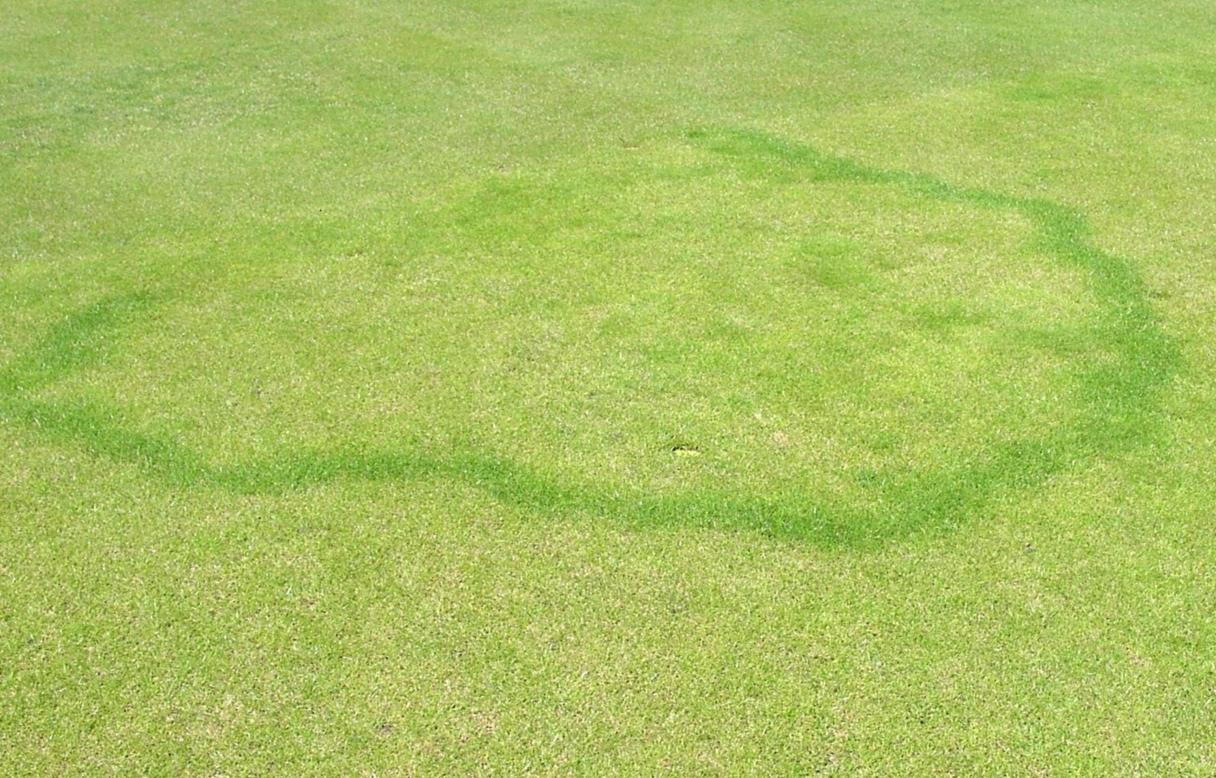 Fairy rings
