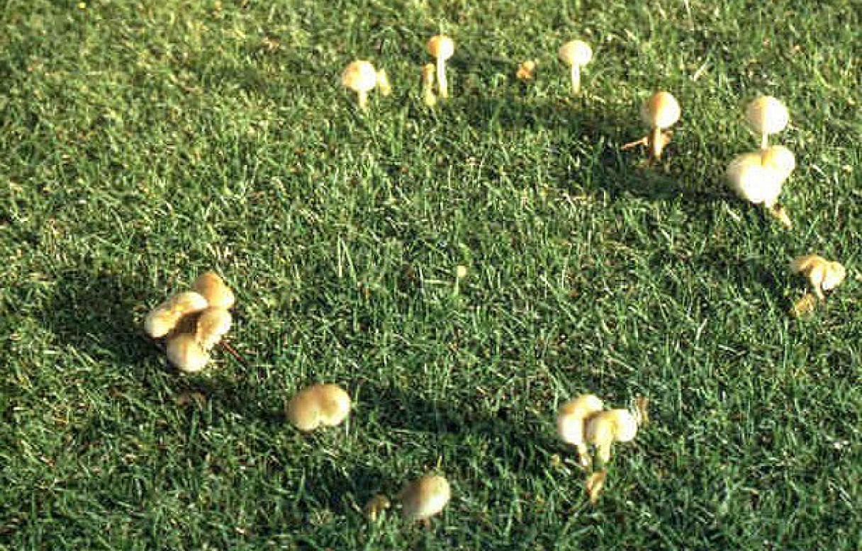 Fairy rings