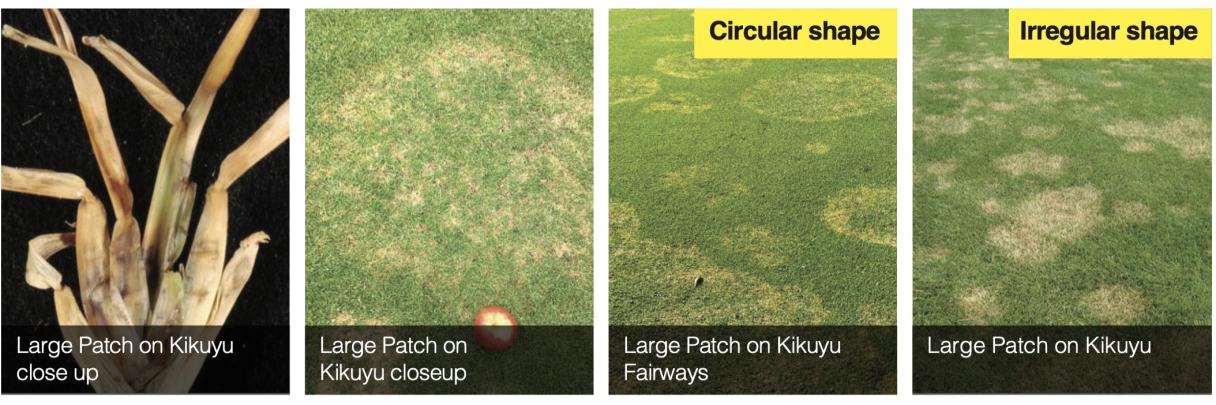 Control Large Patch - South Africa - Golf Courses