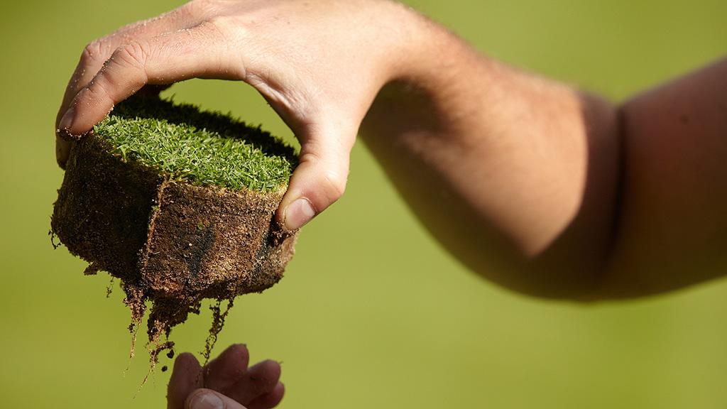 Promoting stronger rooting in turf