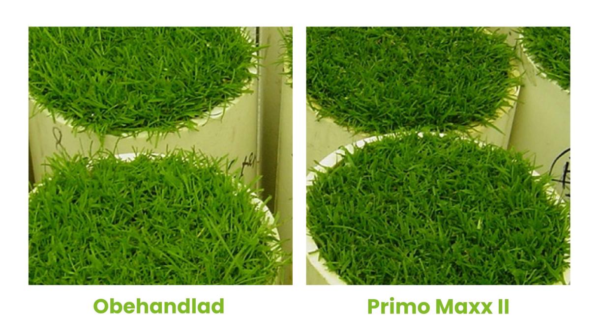 Primo Maxx