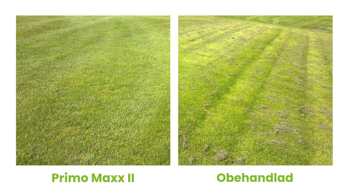 Primo Maxx