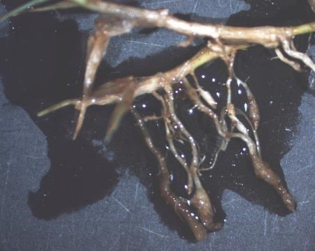 Affected roots may be stunted or necrotic. 