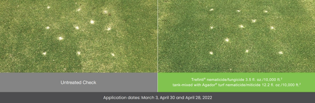 Green infested with lance, root-knot and sting nematodes