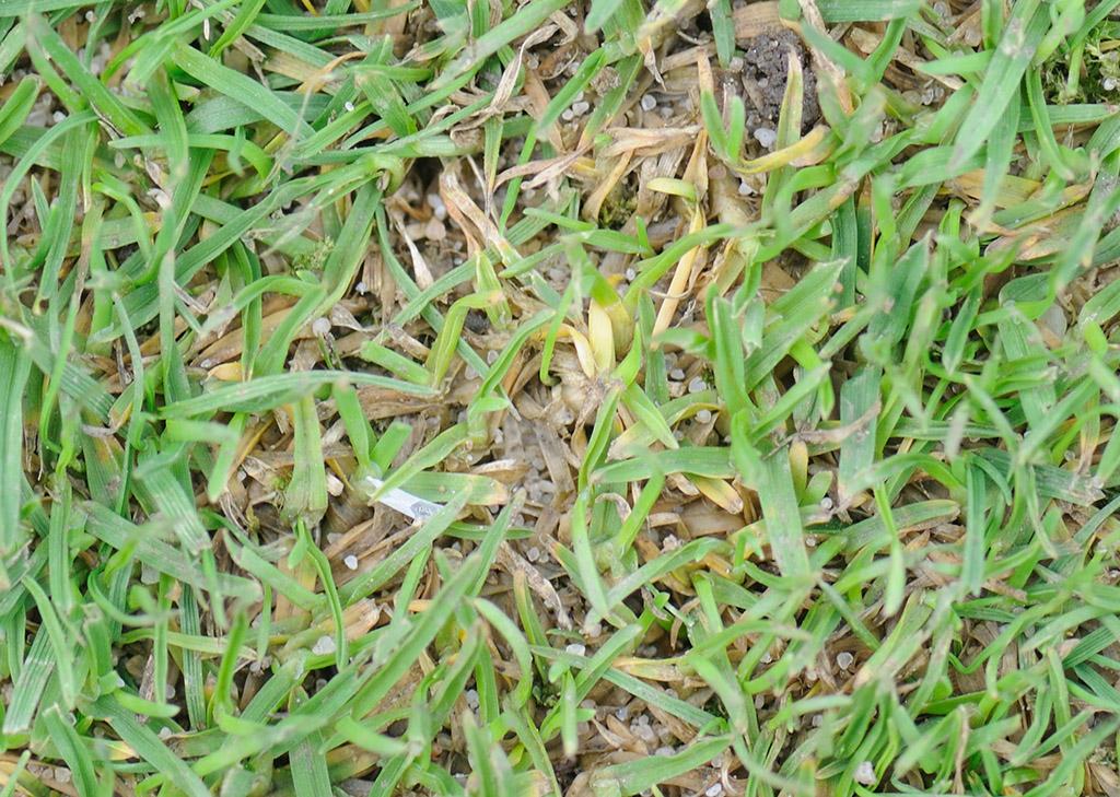 Anthracnose basal rot