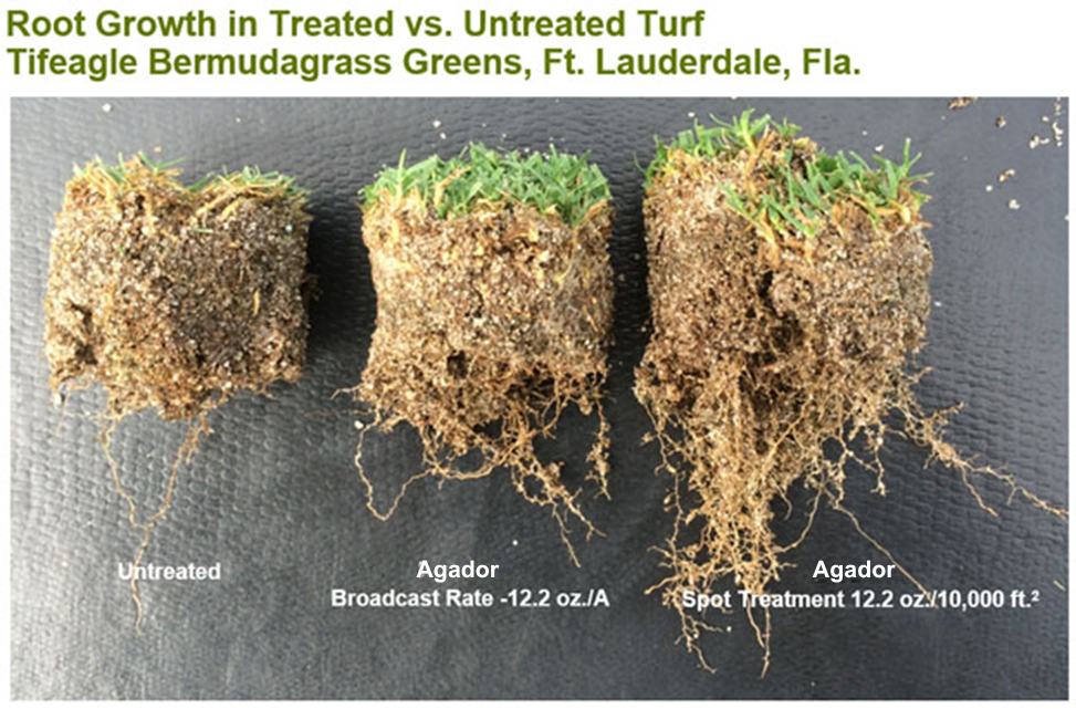 Comparison of treated and untreated turf root growth, with soil clumps on a black background.
