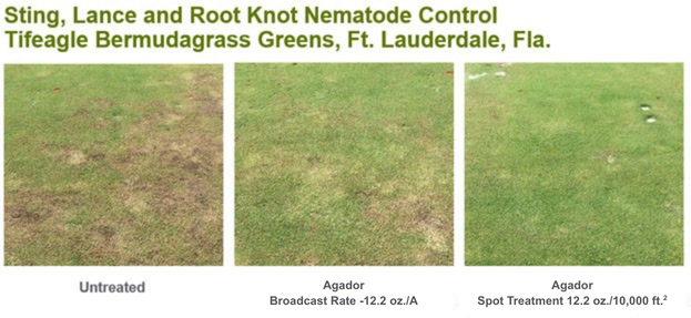 Chart comparing nematode control methods in bermudagrass greens, Fort Lauderdale, Florida.