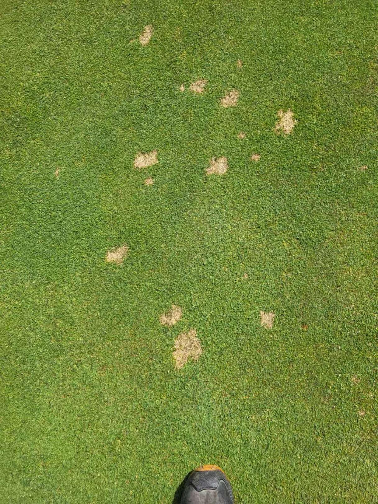 Dollar spot Nordics