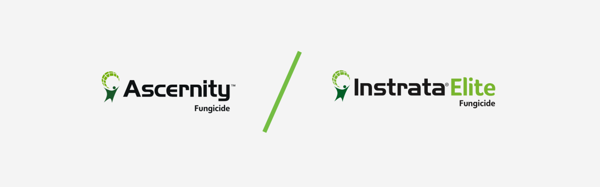 Ascernity och Instrata