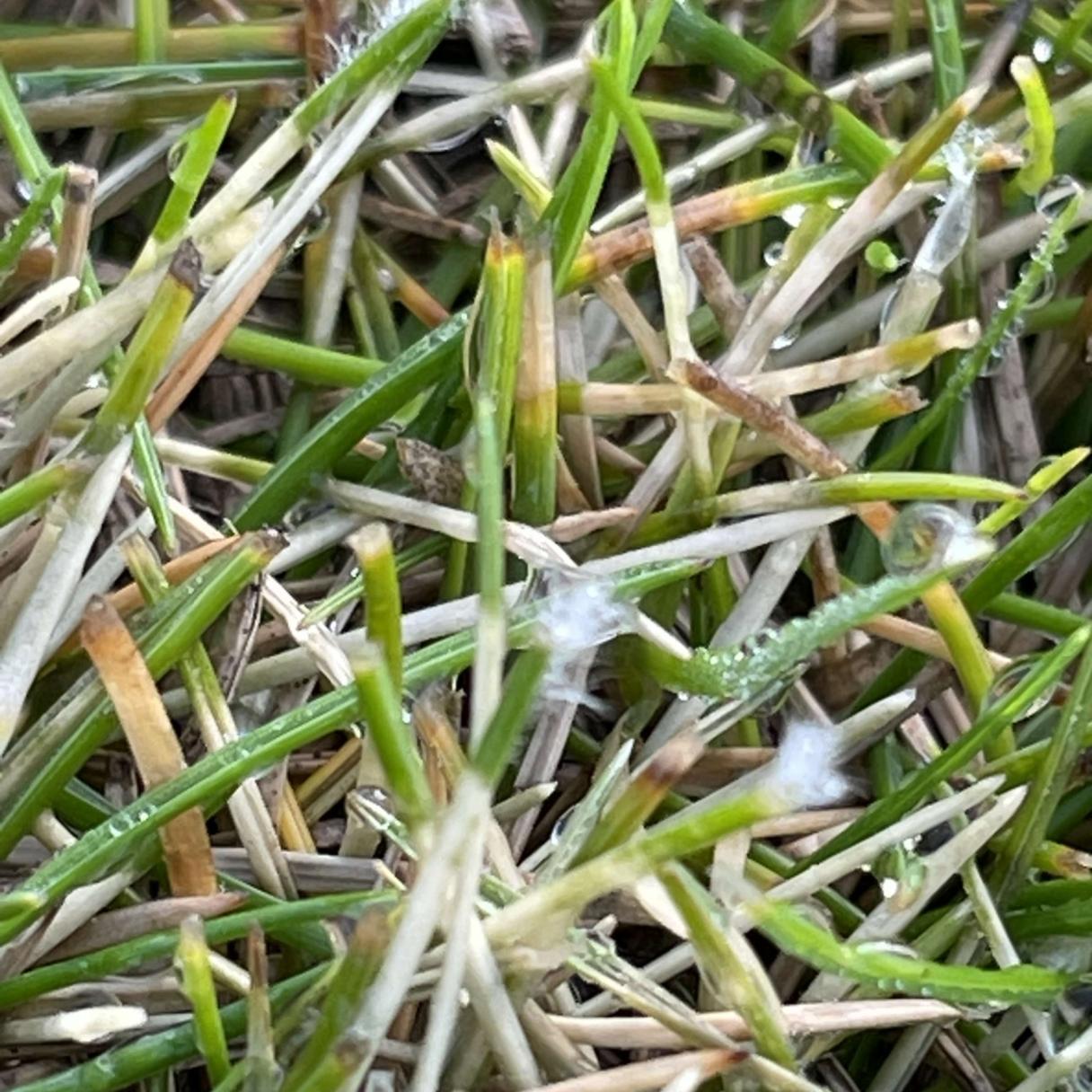 Dollar spot