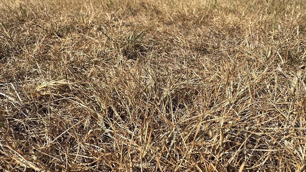 Drought affected turf leaving patches for weed incursion