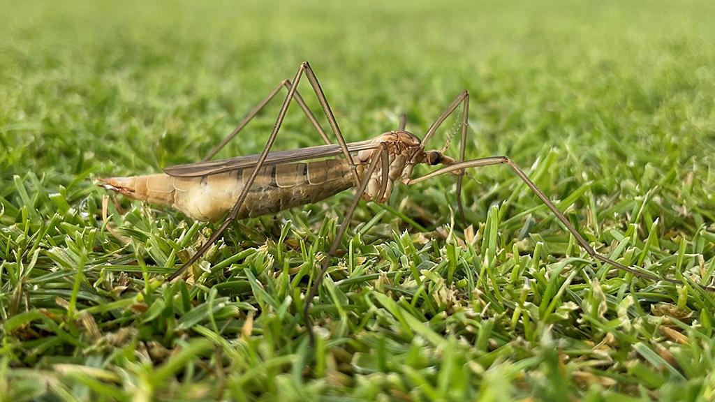 Female crane fly laying eggs on turf