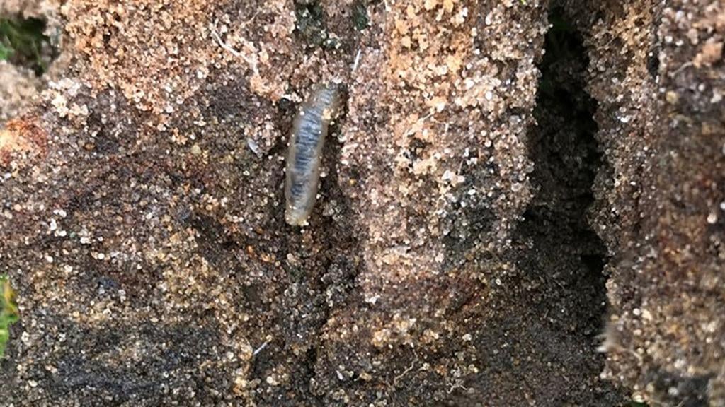 Leatherjacket in aeration holes