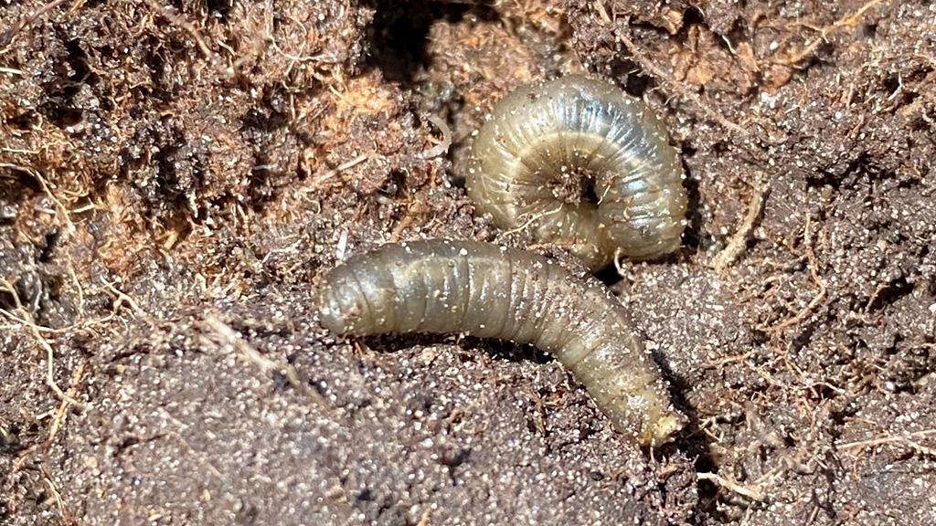 Leatherjackets in soil profile
