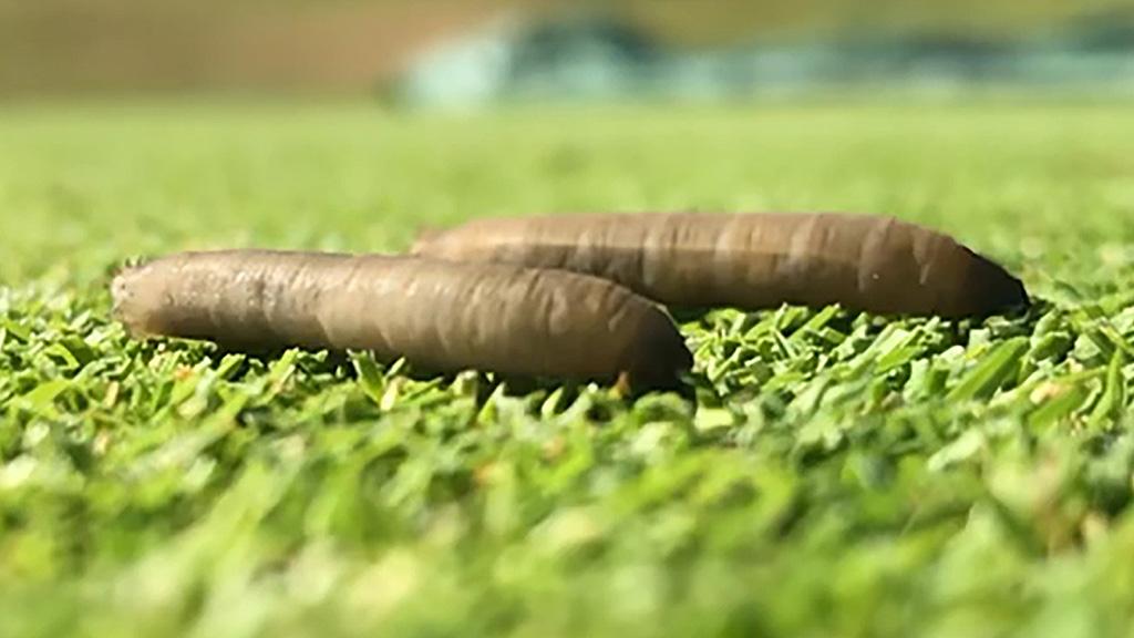 Leatherjackets on green